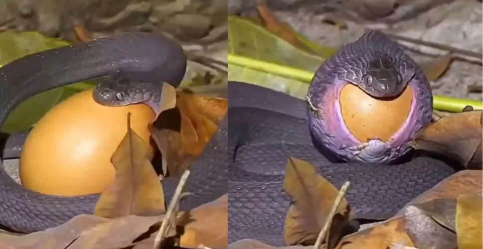 सांप ने अंडे को निगलने का किया अद्भुत कारनामा, देखें वायरल वीडियो