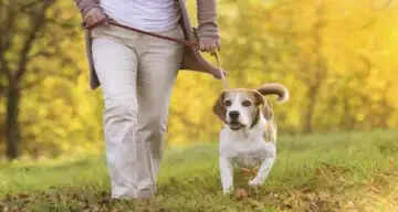 कुत्तों की वफादारी और रात में भौंकने के पीछे का रहस्य
