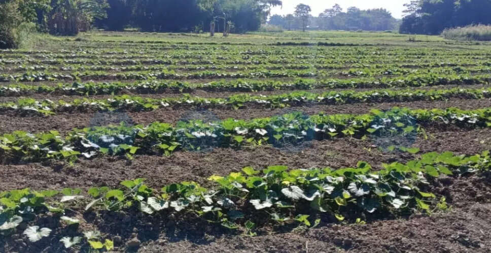 बोकाखाट में आर्सेनिक से प्रभावित कृषि: किसानों की चिंताएँ बढ़ीं