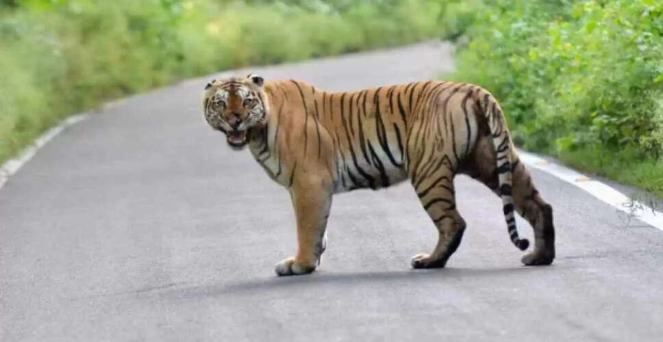 Ranthambore Reserve में बाघ के हमले में 60 वर्षीय व्यक्ति की मौत
