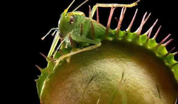 धरती के अद्भुत मांसाहारी पौधे: जानें उनके अनोखे गुण