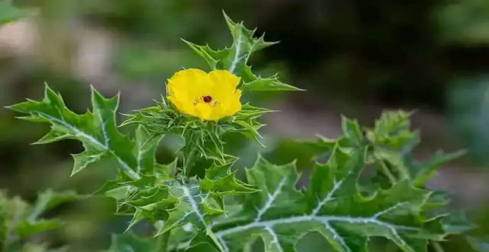 सत्यानाशी: प्रकृति का अनमोल खजाना और स्वास्थ्य के लिए वरदान