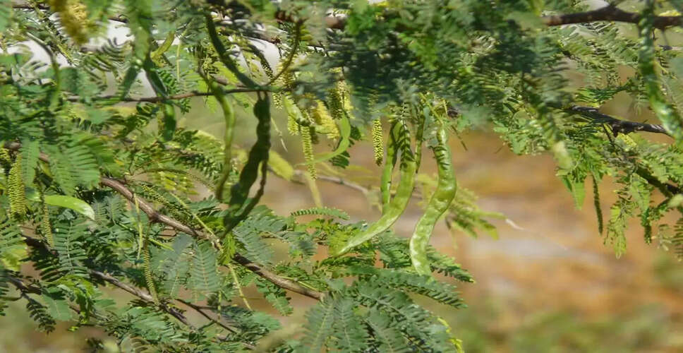 बबूल के पेड़ के अद्भुत स्वास्थ्य लाभ: जानें कैसे करें उपयोग