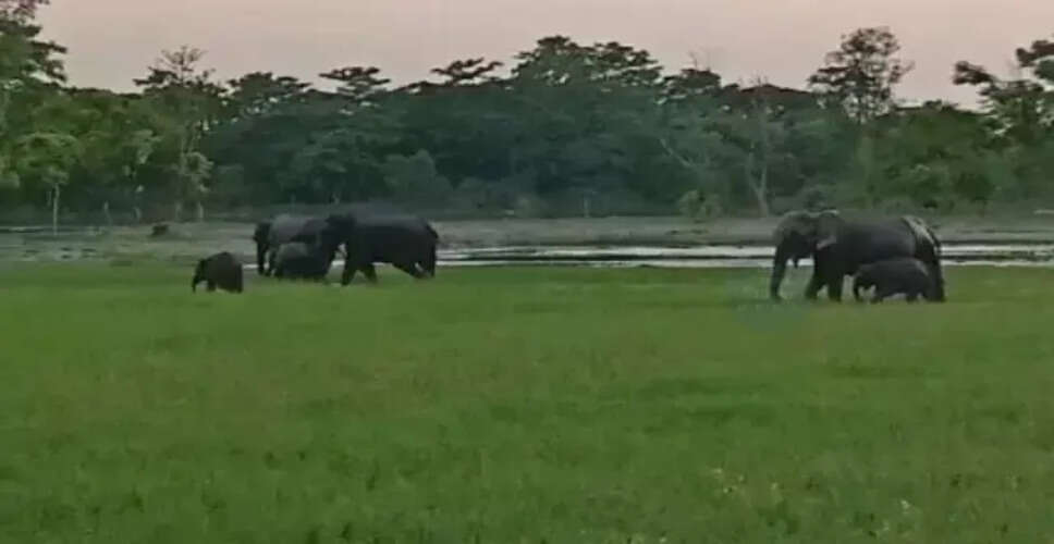 कर्बी आंगलोंग में हाथियों का आतंक: किसानों की दयनीय स्थिति