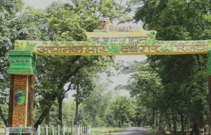 अचानकमार टाइगर रिजर्व में सफारी का नया दौर, झुमरी और उसके शावक का जादू