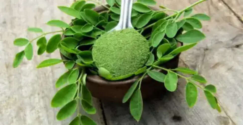 मोरिंगा के पत्तों के अद्भुत स्वास्थ्य लाभ