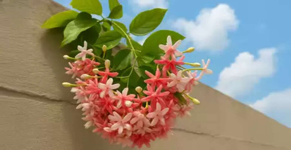 खूबसूरत फूलों वाली मधुमालती, सेहत का रामबाण इलाज!