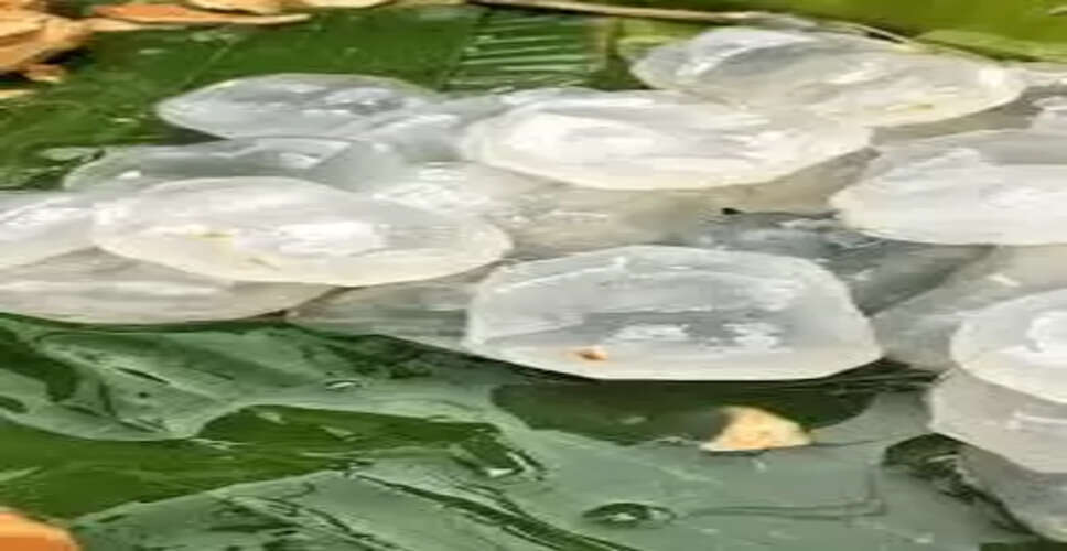 फैटी लिवर से बचाव: ताड़गोला के फायदे और उपचार के उपाय