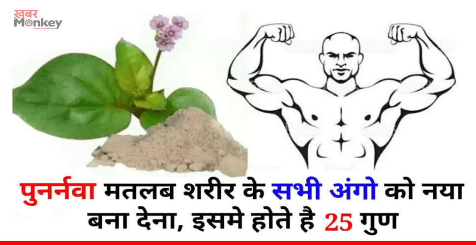 पुनर्नवा: कैंसर के मरीजों के लिए आयुर्वेद की संजीवनी