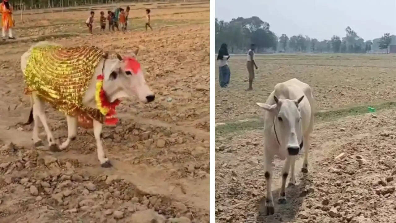 उत्तर प्रदेश में जानवरों के अजीब व्यवहार के पीछे की सच्चाई