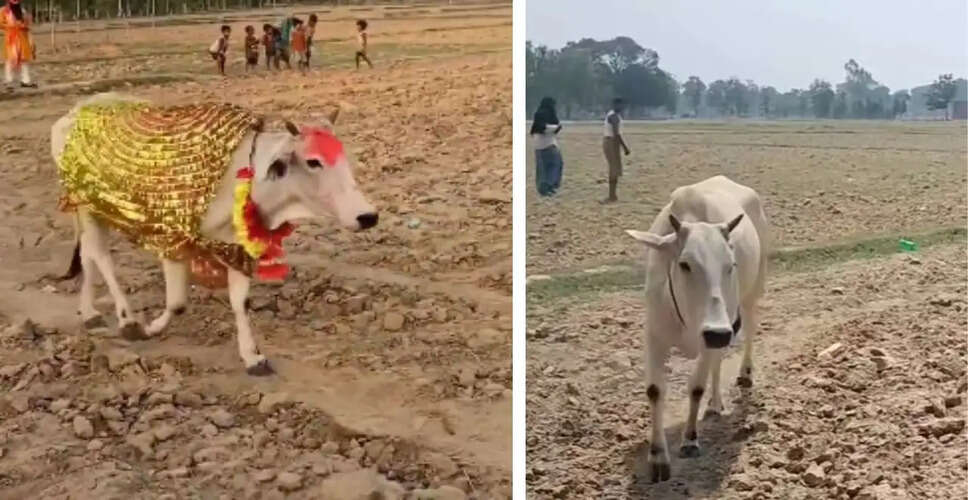 उत्तर प्रदेश में जानवरों के अजीब व्यवहार के पीछे की सच्चाई