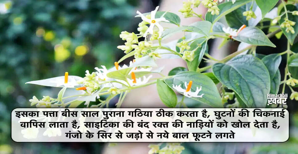 पारिजात वृक्ष: स्वास्थ्य के लिए 15 अद्भुत लाभ