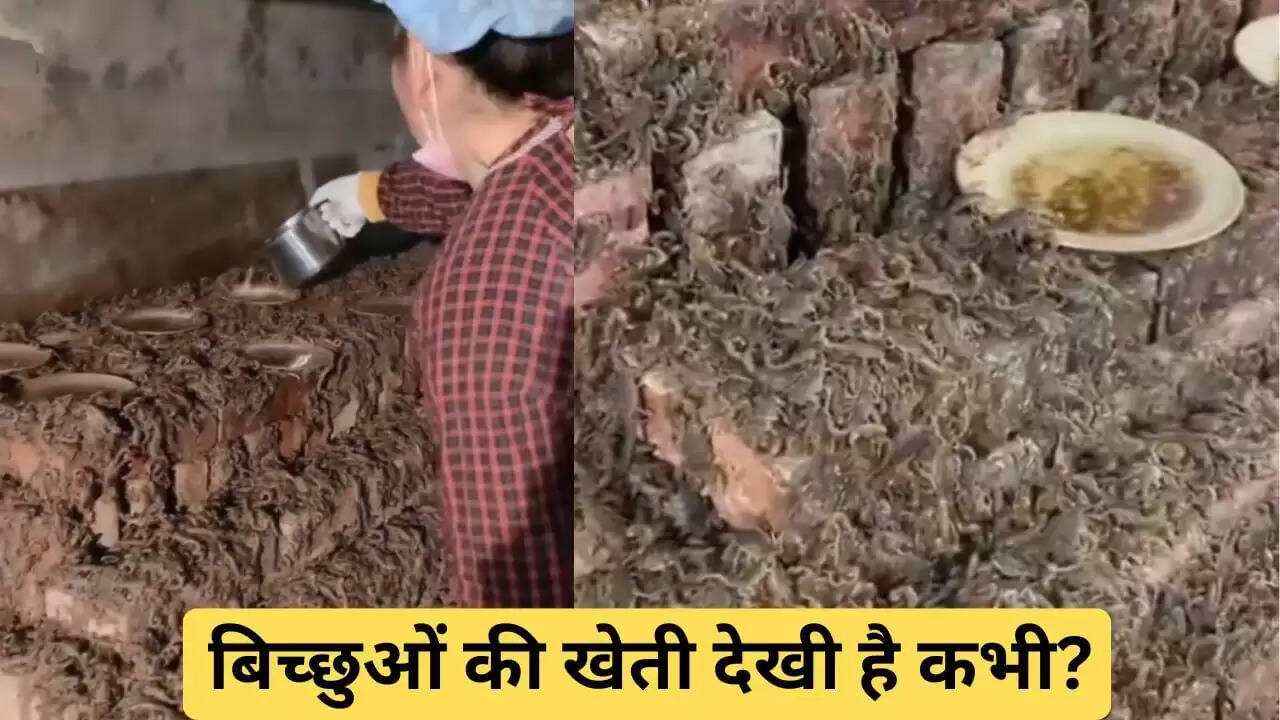 बिच्छुओं की खेती: एक अनोखा और डरावना अनुभव