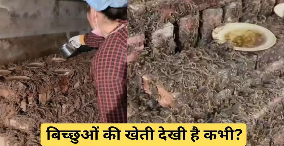 बिच्छुओं की खेती: एक अनोखा और डरावना अनुभव