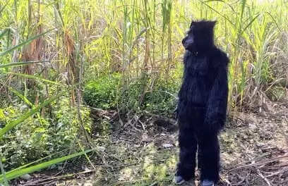बिजनौर में युवाओं ने भालू की पोशाक पहनकर बंदरों को भगाने का अनोखा तरीका अपनाया