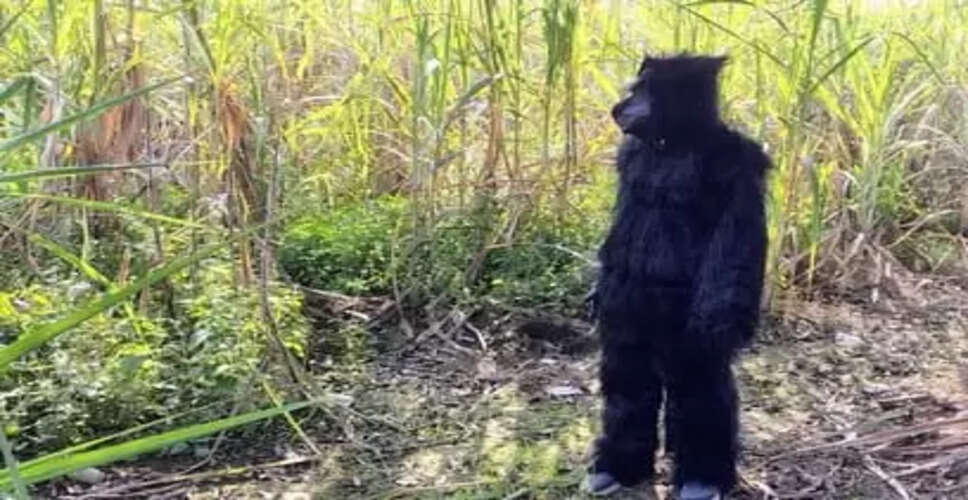 बिजनौर में युवाओं ने भालू की पोशाक पहनकर बंदरों को भगाने का अनोखा तरीका अपनाया