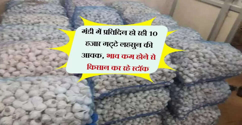 कोटा में लहसुन की कीमतों में गिरावट, किसानों की चिंताएं बढ़ीं