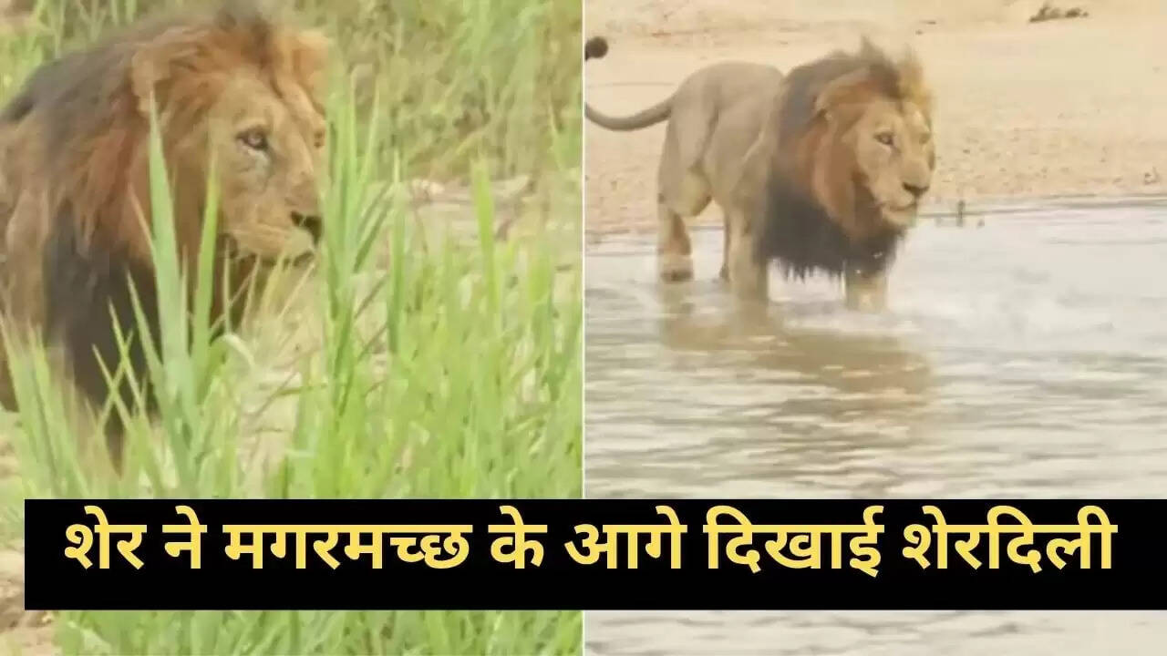 शेर और मगरमच्छ की अद्भुत भिड़ंत का वायरल वीडियो