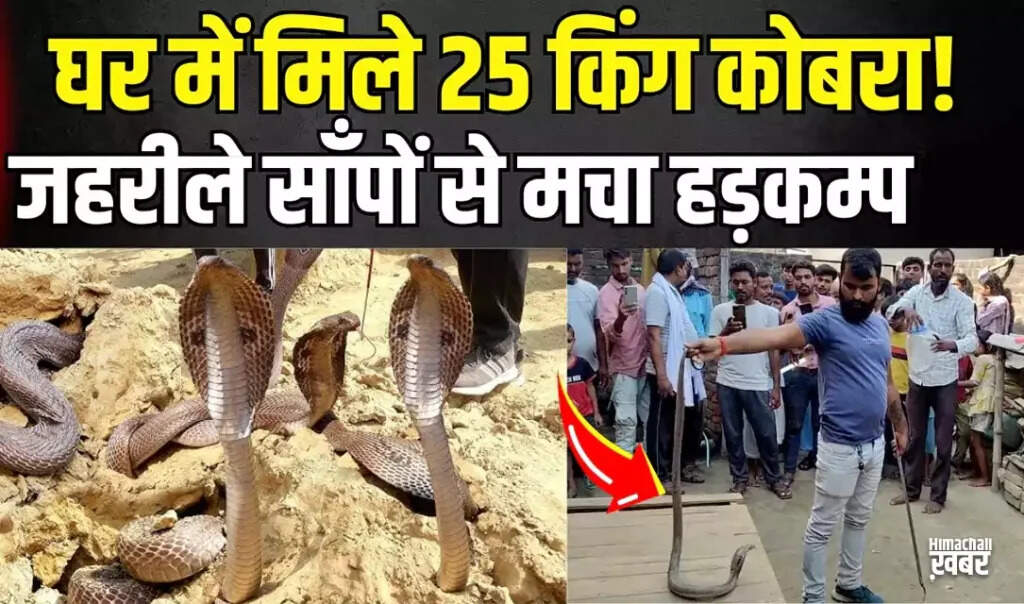 कुशीनगर में घर में मिले 25 कोबरा सांप, ग्रामीणों में मची अफरातफरी