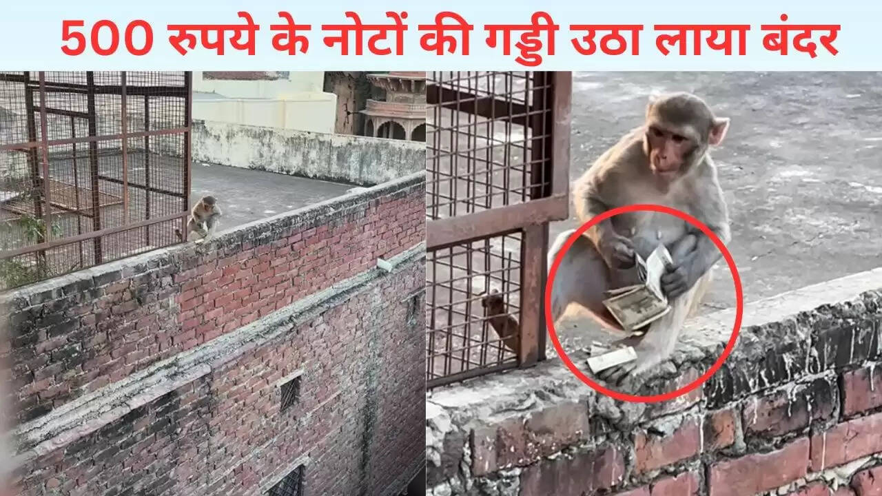 बंदर ने 500 रुपये के नोटों की गड्डी उठाई, सोशल मीडिया पर वायरल हुआ वीडियो