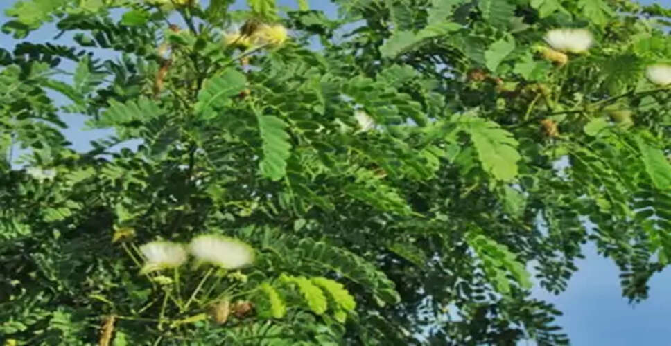 संक्रमण रोकने और सेहत बनाए रखने में मददगार 'शिरीष', आयुर्वेद में कहते हैं ‘गुणों की खान’