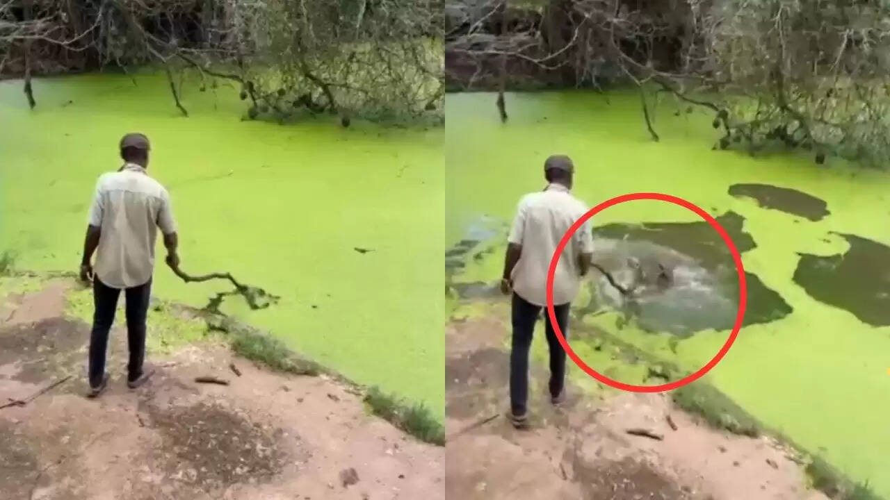 सोशल मीडिया पर वायरल हुआ मगरमच्छों के सामने खड़े व्यक्ति का खौफनाक वीडियो