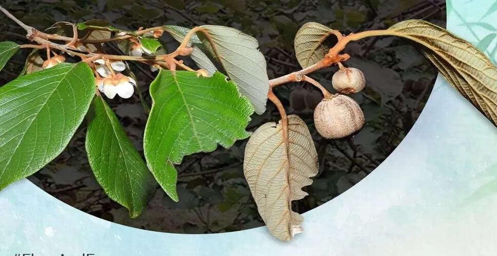 अरुणाचल प्रदेश में नई जंगली कीवी प्रजाति की खोज