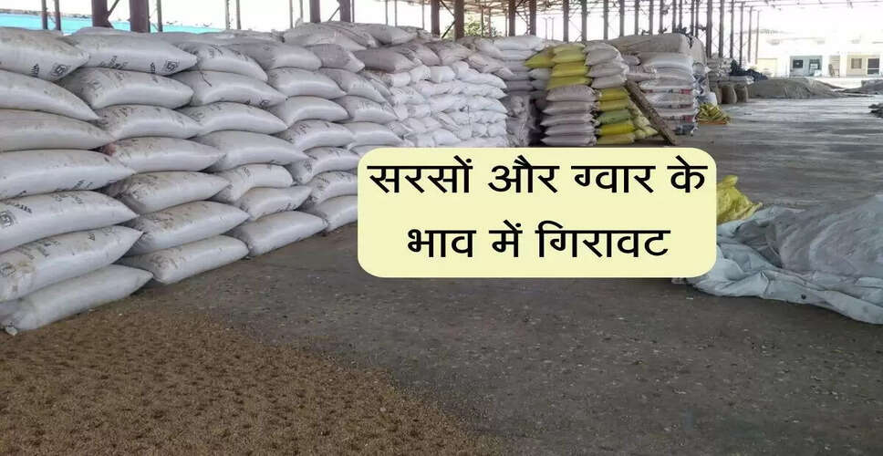 जयपुर मंडी में सरसों के भाव में गिरावट और गेहूं की स्थिरता