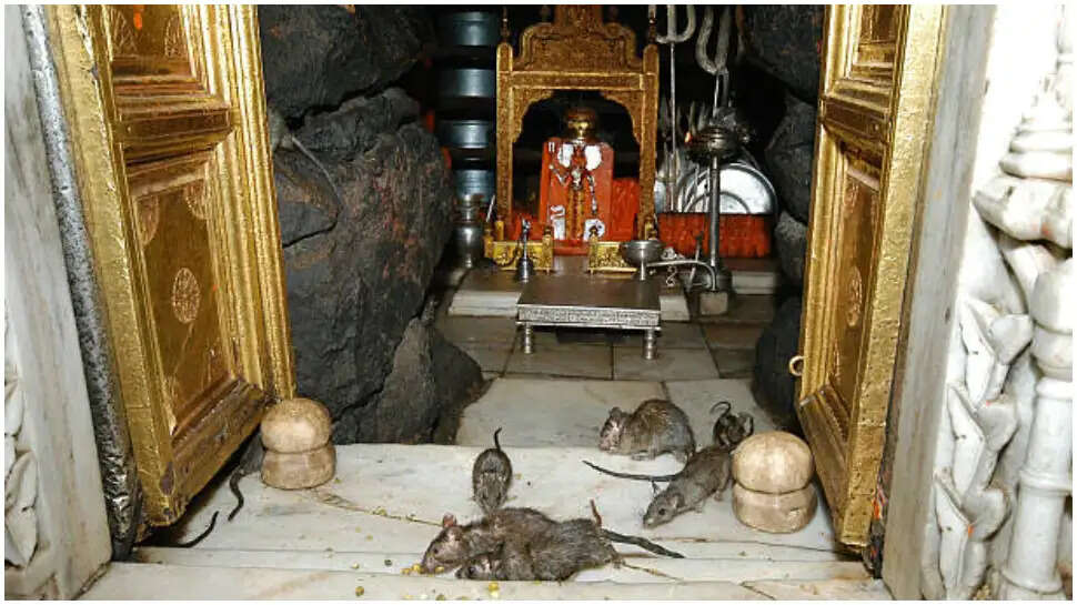 राजस्थान का अनोखा करणी माता मंदिर: जहां चूहों की पूजा होती है
