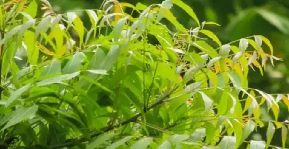 बरसात में बढ़ जाता है ‘नीम’ का महत्व, संक्रमण समेत इन समस्याओं की छुट्टी तय!