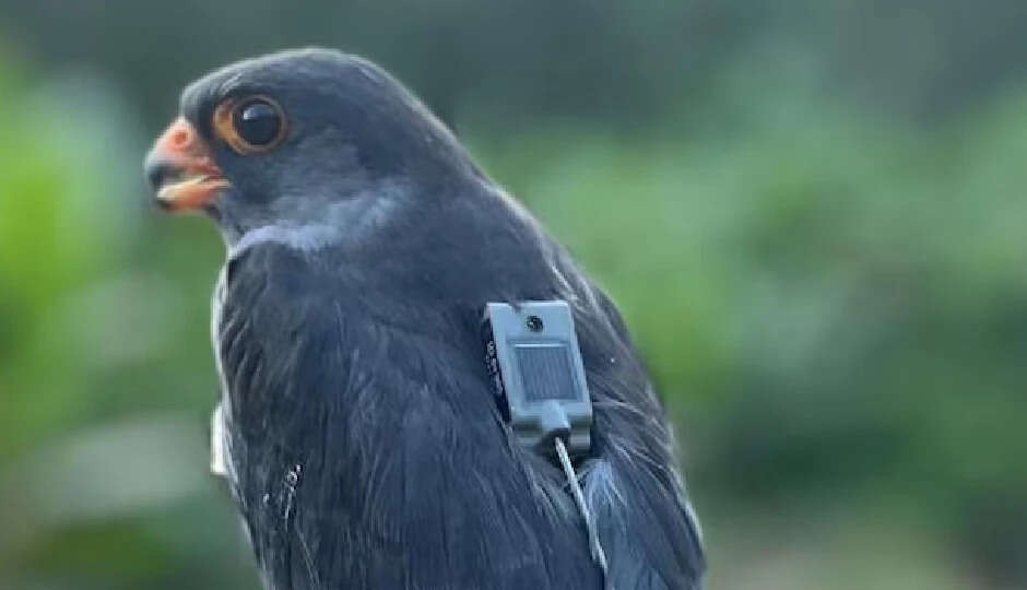 अमूर फाल्कन की अद्भुत उड़ान: 6100 किमी की यात्रा ने सबको चौंका दिया