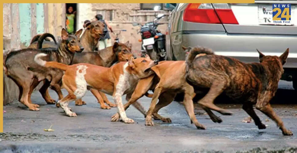 दिल्ली में आवारा कुत्तों के लिए नसबंदी और टीकाकरण अभियान की तैयारी
