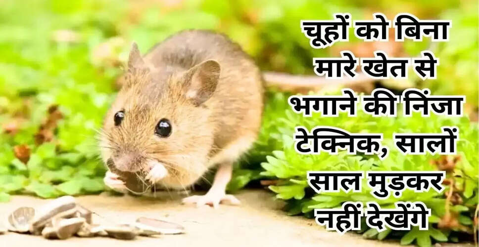 चूहों को बिना नुकसान पहुंचाए खेत से भगाने के प्रभावी तरीके