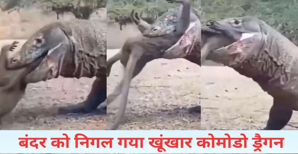 कोमोडो ड्रैगन ने बंदर को निगलने का चौंकाने वाला वीडियो हुआ वायरल