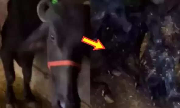मेरठ के किसान की भैंस ने जन्म दिए तीन बछड़े, गांव में मचा हड़कंप