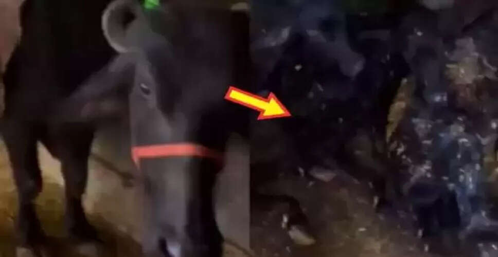 मेरठ के किसान की भैंस ने जन्म दिए तीन बछड़े, गांव में मचा हड़कंप