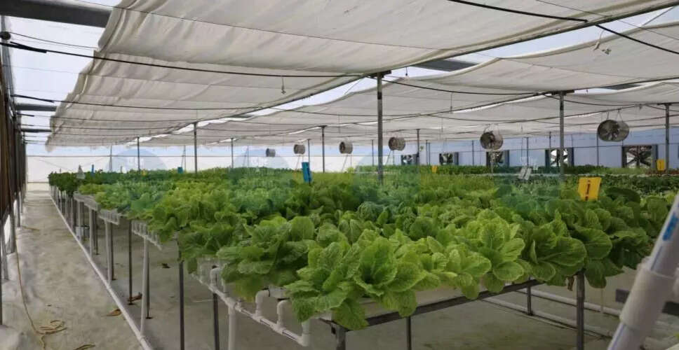 नॉर्थईस्ट में कृषि में नवाचार: युवा किसानों की नई पहल