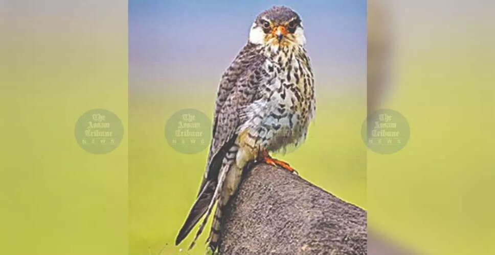तमेंगलोंग में अमूर फाल्कन्स के संरक्षण के लिए प्रतिबंध