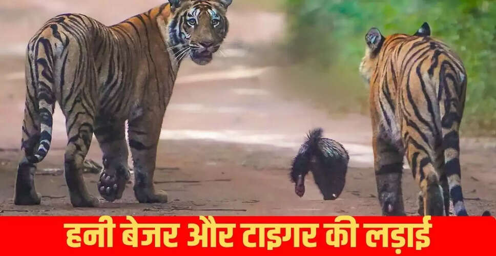 हिम्मत की मिसाल: बिज्जू और बाघ का अद्भुत मुकाबला