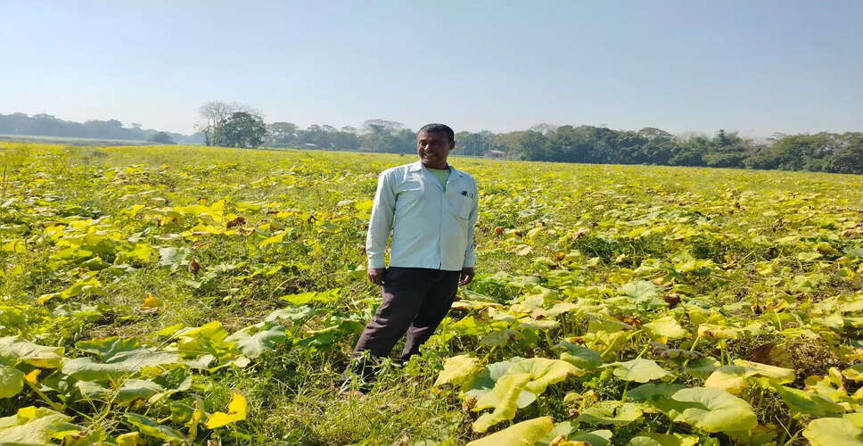 कद्दू की खेती में किसानों को भारी नुकसान, घटिया बीजों का आरोप