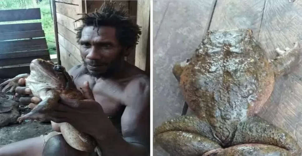 सोलोमन द्वीप पर मिला विशालकाय मेंढक, जो इंसानी बच्चे के आकार का है