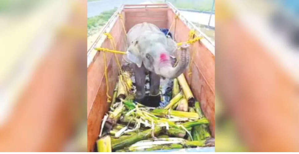 गुवाहाटी में हाथी मोहन की अवैध बिक्री पर उठे सवाल