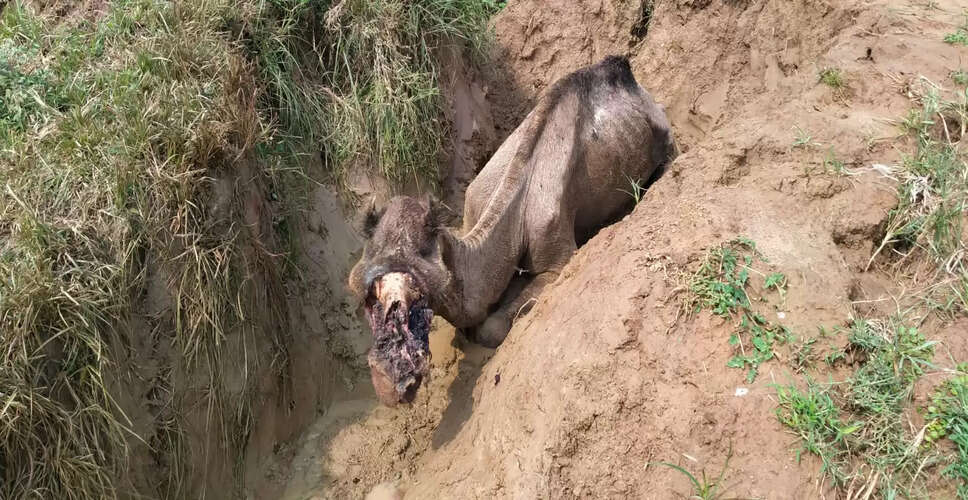 रेनवाल मांजी में घायल ऊंट का सफल रेस्क्यू: समाजसेवी और एनजीओ की सराहनीय पहल