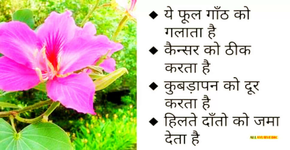 कचनार: एक अद्भुत औषधि के फायदे और उपयोग