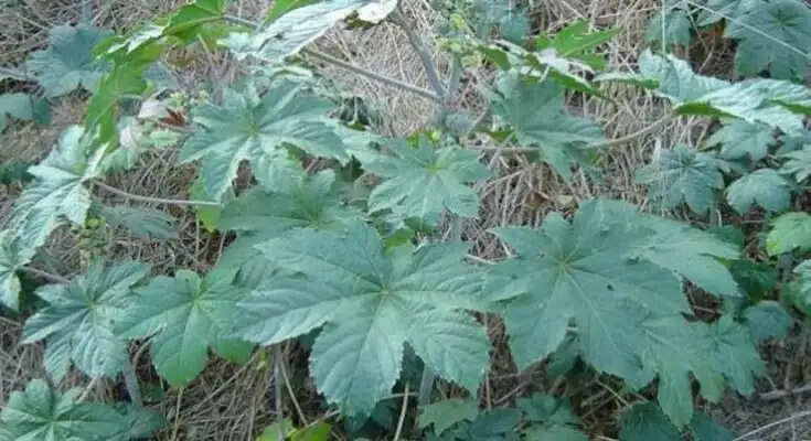 भारत के गांवों में उगने वाला पौधा विदेशों में लाखों में बिकता है, जानें इसके फायदे