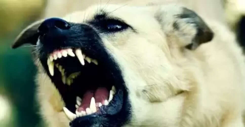 ग्वालियर में आवारा कुत्ते का हमला: बुजुर्ग महिला का पैर गंभीर रूप से घायल