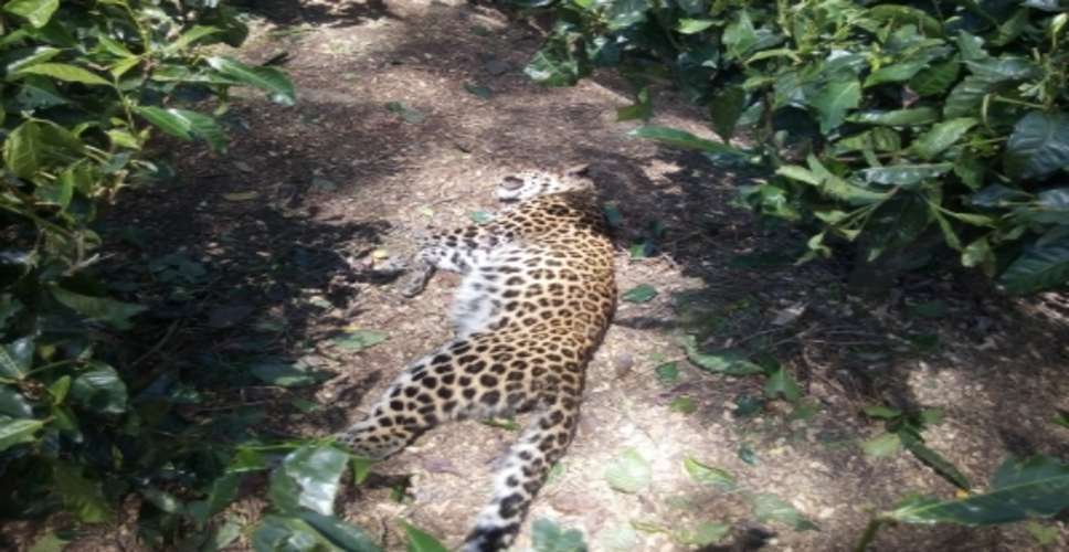 जम्मू-कश्मीर के बडगाम में मारा गया आदमखोर तेंदुआ