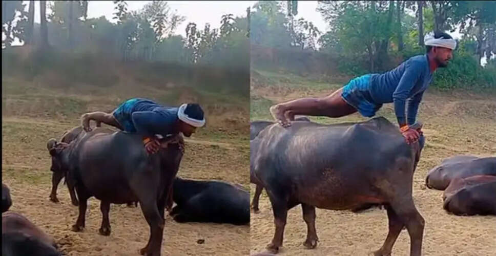 भैंस पर पुश-अप करने वाले शख्स का वीडियो हुआ वायरल