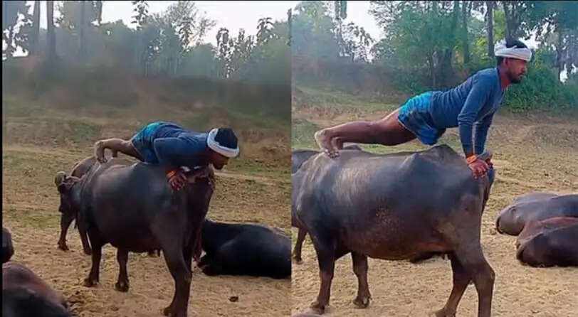 भैंस पर पुश-अप करने वाले शख्स का वीडियो हुआ वायरल