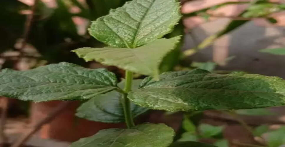 राहत का दूसरा नाम ‘हरसिंगार’, एक-दो नहीं अनेक समस्याओं की करता है छुट्टी